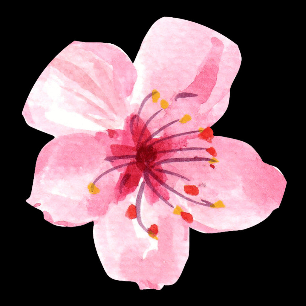 Kirschblüte