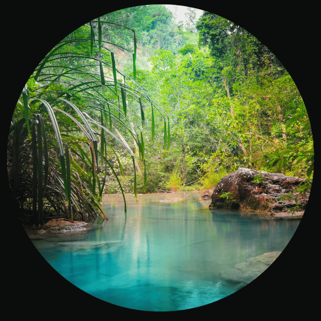 Rain Forest